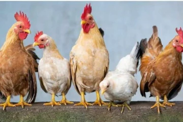 சீனாவில் குழந்தைகளுக்கு செலுத்தப்படும் கோழி ரத்த ஊசி! எதற்கு தெரியுமா? வெளியான வினோத காரணம்