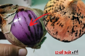 உங்க வீட்டில் வெங்காயம் இப்படி இருக்கா? ஆபத்தானது- தெரிஞ்சுக்கோங்க