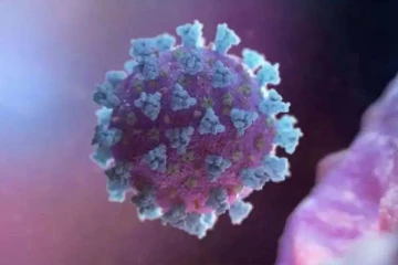 அச்சமூட்டும் புதிய NeoCov வைரஸ்: உலக சுகாதார அமைப்பு அளித்த விளக்கம் என்ன?