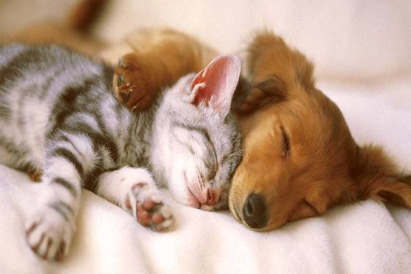 நாய் மற்றும் பூனை இறைச்சிக்கு தடை விதித்த நாடு | Country That Has Banned Dog And Cat Meat