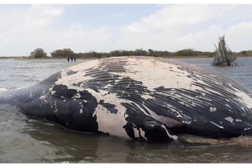 ஊர்காவற்றுறை கடற்பரப்பில் இறந்த நிலையில் கரையொதுங்கியுள்ள 30 அடி திமிங்கிலம்