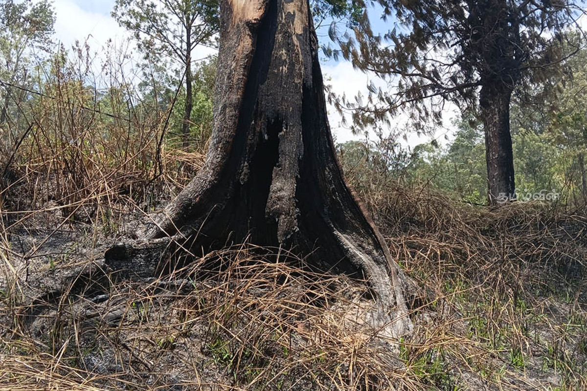 நுவரெலியாவில் கடும் வறட்சி! நீர்த்தேக்கங்களின் நீர் மட்டம் தாழிறக்கம் | Severe Drought In Nuwara Eliya Water Level Rapidly