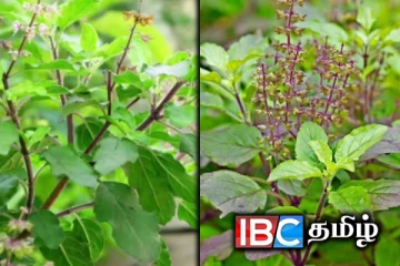 துளசி செடி செழிப்பாக வளர வேண்டுமா - இதோ ஈஸி டிப்ஸ்