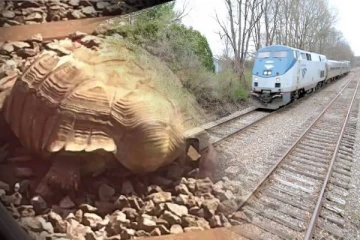 ஒரே ஒரு ஆமையால் ஒன்றரை மணி நேரம்  நிறுத்தப்பட்ட ரயில் சேவை!