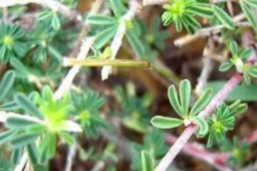 தீராத தோல் நோய்களை குணப்படுத்தும் சிவனார் வேம்பு