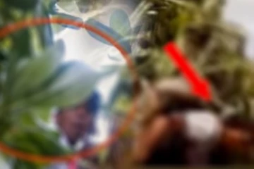 නිල ඇඳුමට නිගා කළ පාසල් සිසුන් වැටකෙයියා පඳුරකදී මාට්ටු වෙයි..