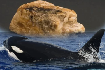 யாழ்ப்பாணத்தில் திமிங்கலத்தின் வாந்தி வைத்திருந்தவர் கைது!