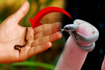 20 வருடங்களுக்குப் பிறகு கண்டுபிடிக்கப்பட்ட உலகின் மிகச்சிறிய பாம்பு - விஷம் உள்ளதா?