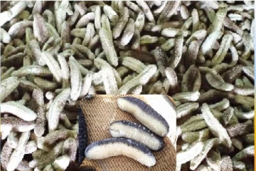 அனுமதியின்றி கடலட்டை பிடித்த குற்றச்சாட்டில் கைது செய்யப்பட்டோருக்கு நீதிமன்றம் வழங்கியுள்ள உத்தரவு