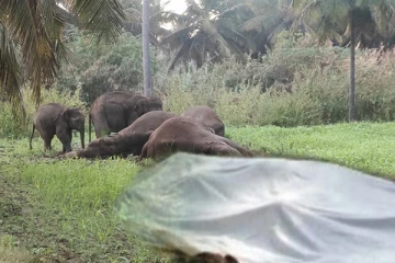 மனிதர்கள் - யானைகளின் பலி எண்ணிக்கை அதிகரிப்பு!