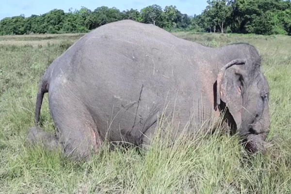 முல்லைத்தீவில் இறந்த நிலையில் யானை மீட்பு | A Dead Elephant Was Rescued In Ottenkulam