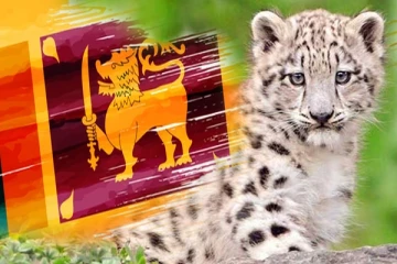 இலங்கையில் தவறுதலாக மீட்கப்படும் சிறுத்தை குட்டிகள்: விலங்கியல் நிபுணர்கள் விடுத்துள்ள அறிவுறுத்தல்