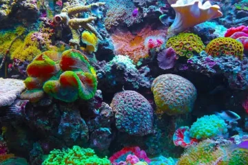 இலங்கை கடலில் பவளப்பாறைகள் அழியும் அபாயம் ; பெரும் ஆபத்தில் கடல் வாழ் உயிரினங்கள்