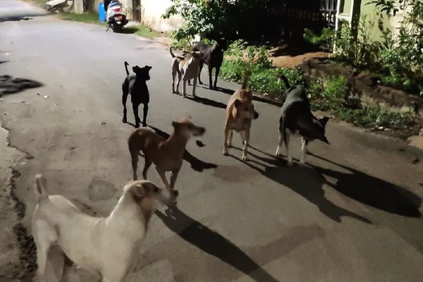 stray-dogs-biting-case-and-feed-food-scam-detail