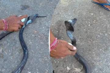 Viral Video: மரணதருவாயில் தவித்த பாம்பு! உதவி செய்ய வந்தவருக்கு கொடுத்த ஷாக்