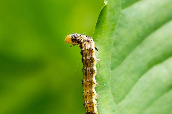 ஜேர்மனிக்கு அண்டை நாடொன்றிலிருந்து பரவும் பிரச்சினை | Tropical Parasite Moves From Swiss To Germany