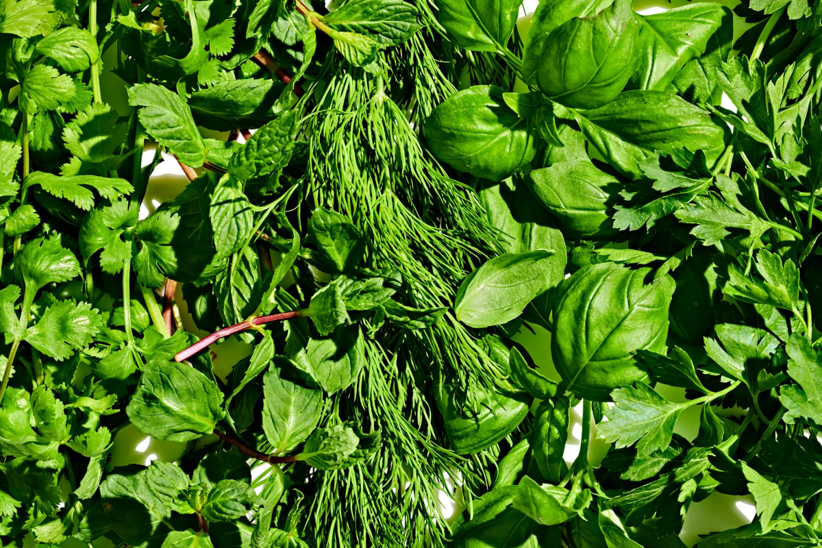 12 ராசிகளுக்கான அதிர்ஷ்ட மூலிகைகள் என்ன தெரியுமா? | Lucky Herbs According 12 Zodiac