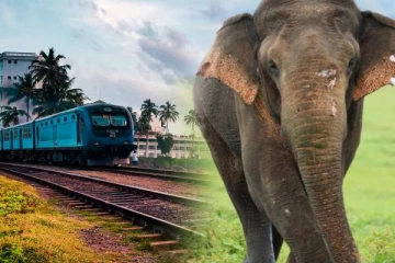 யானைகளை பலியெடுத்த புகையிரதம்