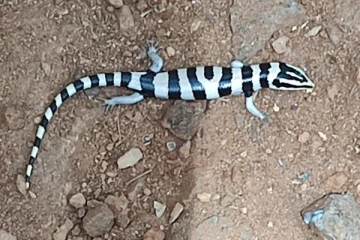 இலங்கைக்கு மட்டுமே உரித்தான அரிய வகை அரணை இனம்: வெளியான புகைப்படம்(Photos)