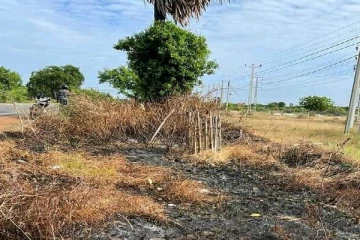 ஆனையிறவில் விசமிகள் செயலால் தீயில் கருகிய மரங்கள்! (Photos)