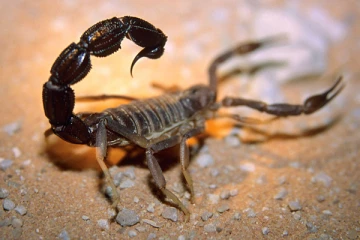 எகிப்தில் அதிர்ச்சி! மனிதர்களை வேட்டையாடும் கொடிய விஷமுள்ள தேள்! 3 பேர் பரிதாப பலி