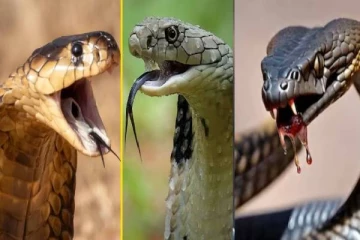 நாகம்– ராஜநாகம் இரண்டுக்கும் இடையில் இவ்வளவு வித்தியாசம் இருக்கா? வியப்பூட்டும் தகவல்