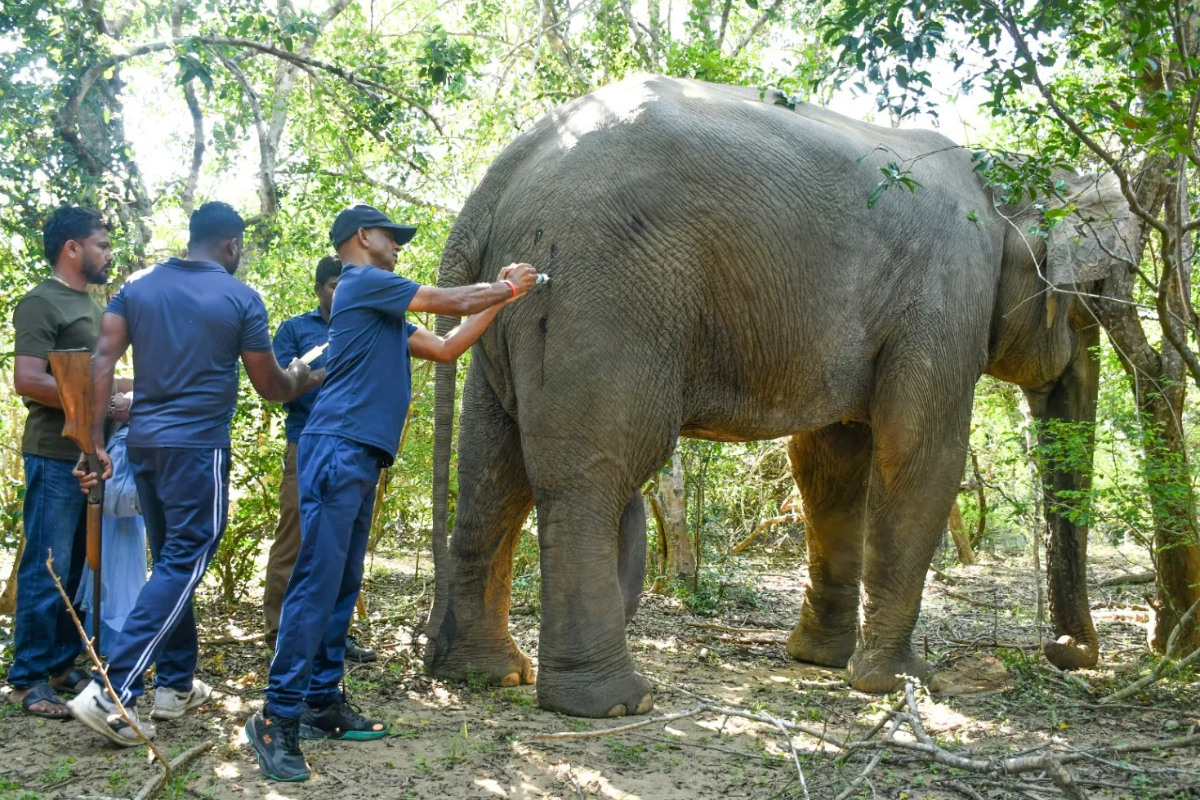 அம்பாறையில் யானை மீது துப்பாகிச்சூடு | Elephant Shot In Ampara அம்பாறையில் யானை மீது துப்பாகிச்சூடு | Elephant Shot In Ampara