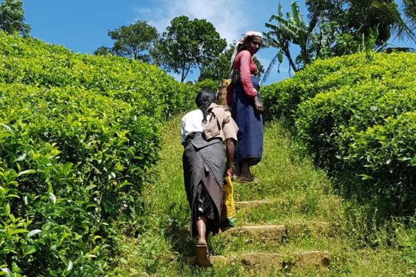 புலம்பெயர் தமிழர்களிடம் காணி கோரிய மனோ எம்.பி! அர்ச்சுனா எம்.பியின் பதில் | Mano Mp Asks Land From Tamil Diaspora Archchuna Mp புலம்பெயர் தமிழர்களிடம் காணி கோரிய மனோ எம்.பி! அர்ச்சுனா எம்.பியின் பதில் | Mano Mp Asks Land From Tamil Diaspora Archchuna Mp