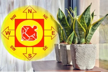 அதிர்ஷ்டத்தை பெற வீட்டில் பாம்பு செடியை எங்கு வைக்கணும் தெரியுமா?