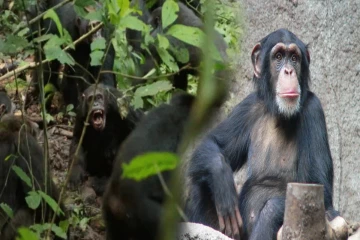 200 சிம்பன்சிகளிடையே வெடித்த உள்நாட்டுப் போர் ; இதுதான் காரணம்