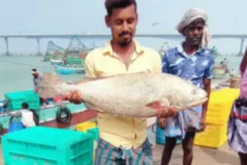 அரியவகை மீன் சிக்கியதால் லட்சாதிபதியான மீனவர், ராமேஸ்வரத்தில் சுவாரஸ்யம்