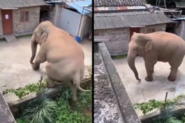 யானை குட்டிக்கு வந்த பரிதாப நிலை...தடுப்புச்சுவரில் ஏறி நடந்து செல்லும் அவலம்!