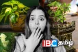 இந்த செடிகளை வீட்டில் வளர்த்தால் என்ன நன்மை தெரியுமா.....
