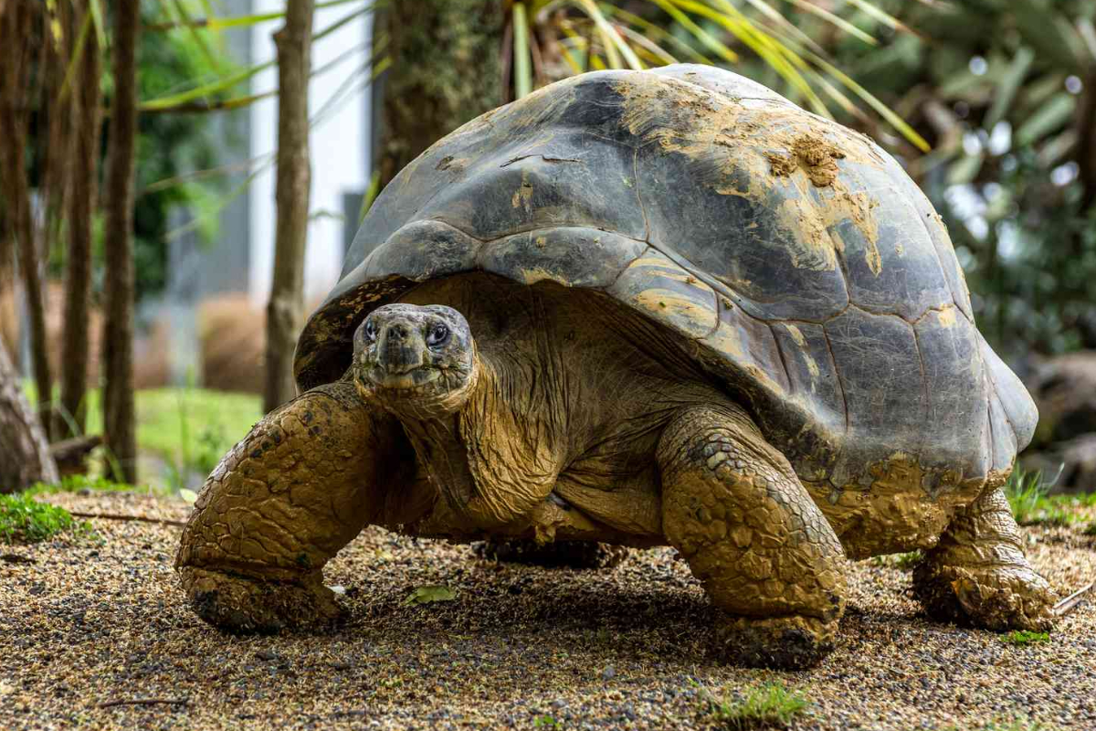 உலகிலேயே அதிக ஆண்டுகள் வாழும் உயிரினம்.., எது தெரியுமா? | Which Living Creature Has The Longest Lifespan