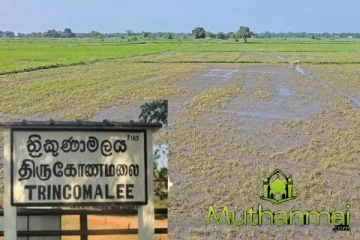 திருகோணமலை-வெருகல் பிரேதேச விவசாயிகள் அரசாங்கத்திடம் விடுத்துள்ள கோரிக்கை