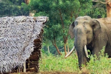 විවාහ දිවියේ උණුසුම මැකී යන්නටත් පෙර,පැල් රකින්න ගිය අඹුසැමියන්ට වන අලි එළව එළවා කළ බරපතල බිහිසුණු විපත !