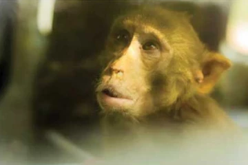 වඳුරෙක් පාර්ලිමේන්තුවට රිංගා ජීවත් වීමට සහාය ඉල්ලයි..ලොවක් පුදුම කළ අපූරු සිදුවීමක්..