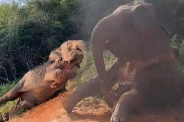 மடு பிரதேசத்தில் வீதியில் உயிருக்கு போராடும் ஐந்தறிவு ஜீவன் | An Elephant Is Struggling For Its Life Madu Area