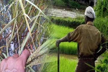 கிளிநொச்சியில் பெரும்போக நெற்செய்கை பாதிப்பு