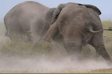 அதிகாரத்தை பெற சண்டையிடும் யானைகள்: பார்வையிட குவிந்த மக்கள்(Photo)