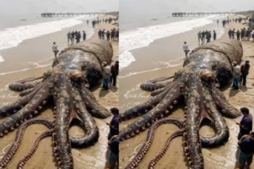 கடற்கரையில் தென்பட்ட ராட்சத ஆக்டோபஸ்... வைரலான புகைப்படம்! வெளியான உண்மை