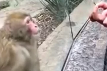 கணவரை ஏலத்தில் விற்க விளம்பரம் கொடுத்த மனைவி! உயிரை காப்பாற்றிய ஸ்மார்ட் வாட்ச்.. குரங்கின் அட்டகாசமான ரியாக்சன்