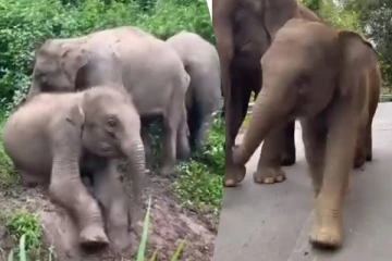 Viral Video: குட்டி யானையின் அசத்தலான சுட்டித்தனம்... சிரிப்பை அடக்கமுடியாத காட்சி