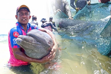 வலையில் சிக்கிய 11 டொல்பின்கள்: கடற்றொழிலாளர் செய்த நெகிழ்ச்சியான செயல்