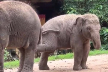எட்டி உதைத்து அரங்கேறும் சேட்டை... சண்டையில குழந்தைகளையே மிஞ்சிட்டாங்க