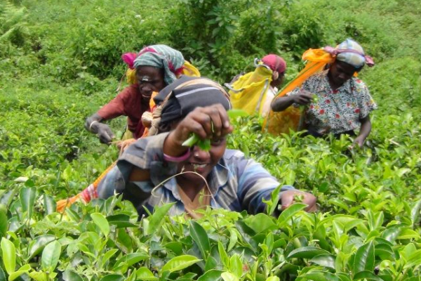 பெருந்தோட்டத் தொழிலாளர்களுக்கு சம்பளமாக 2,500 ரூபா அவசியம் - ஐக்கிய சோஷலிசக் கட்சி வலியுறுத்து | 2500 Rs Daily Wage Is Necessary Plantation Workers பெருந்தோட்டத் தொழிலாளர்களுக்கு சம்பளமாக 2,500 ரூபா அவசியம் - ஐக்கிய சோஷலிசக் கட்சி வலியுறுத்து | 2500 Rs Daily Wage Is Necessary Plantation Workers
