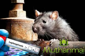 எலிக்காய்ச்சல் பரவும் அபாயம் :சுகாதார அமைச்சு விடுத்துள்ள எச்சரிக்கை