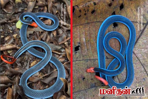 ஒய்யாரமாக ஓய்வெடுக்கும் Blue Coral Snake... அழகை பார்த்து கிட்ட போயிடாதிங்க! | Rare Blue Coral Snake Video Viral