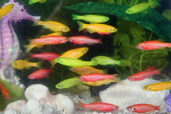 வீட்டில் மீன் வளர்ப்பதால் இத்தனை நன்மைகளா? | Are These The Benefits Raising Fish Home Astrology
