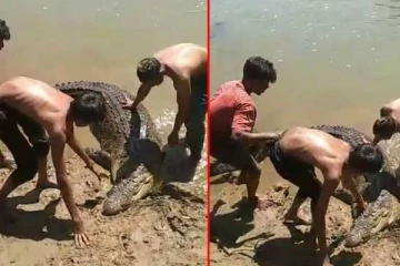 களினி கங்கையில் முதலையினை கண்ட இளைஞர்கள் செய்த செயல்!